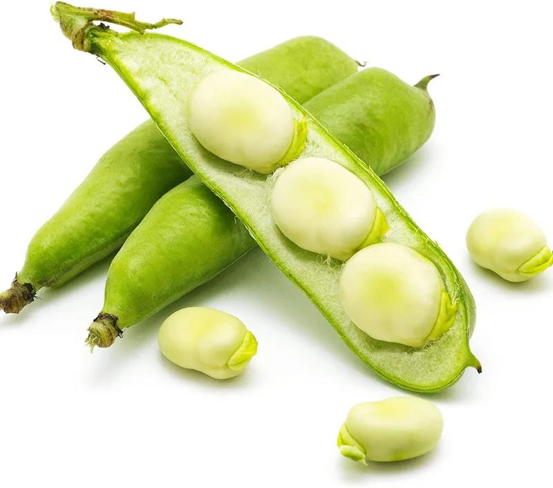 Green broad beans (fava)