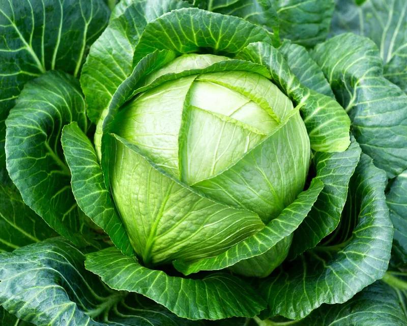 White Cabbage