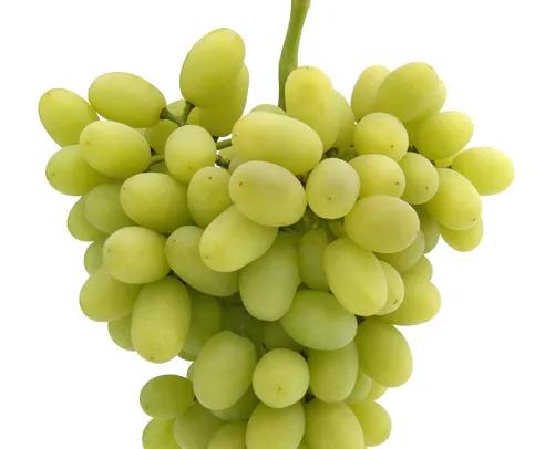 Thompson Seedless