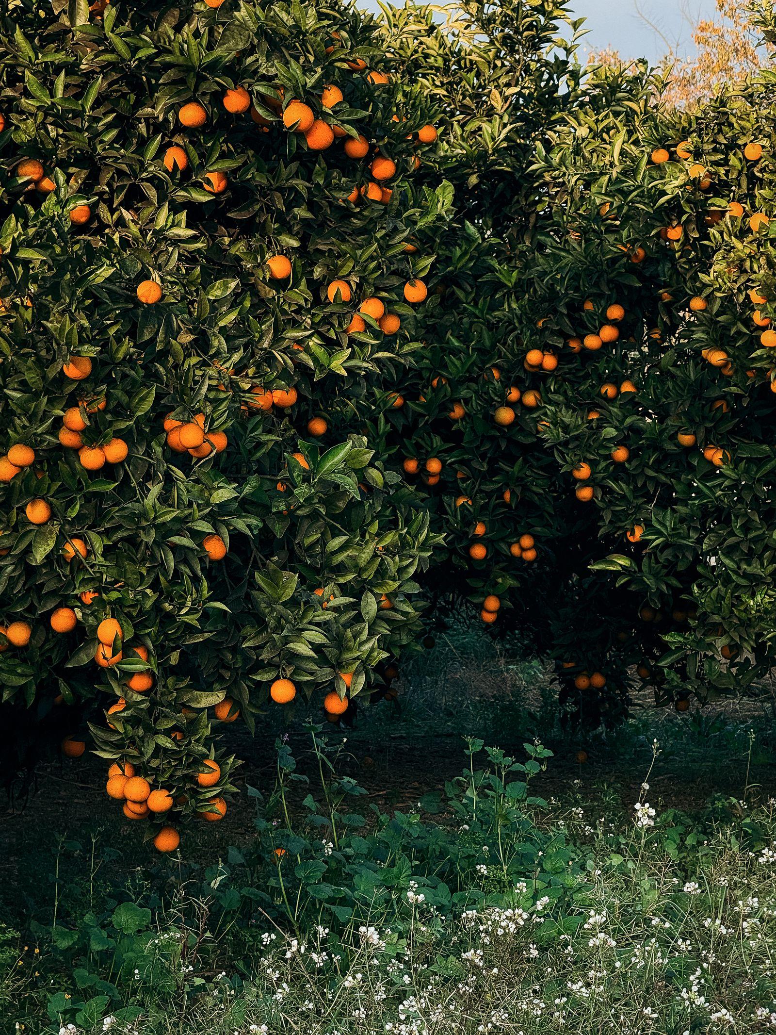 Five Decades of Cultivating Trust & Exporting Agricultural Excellence.