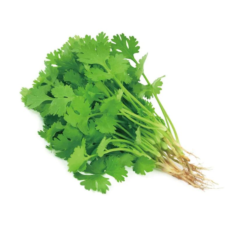 Coriander