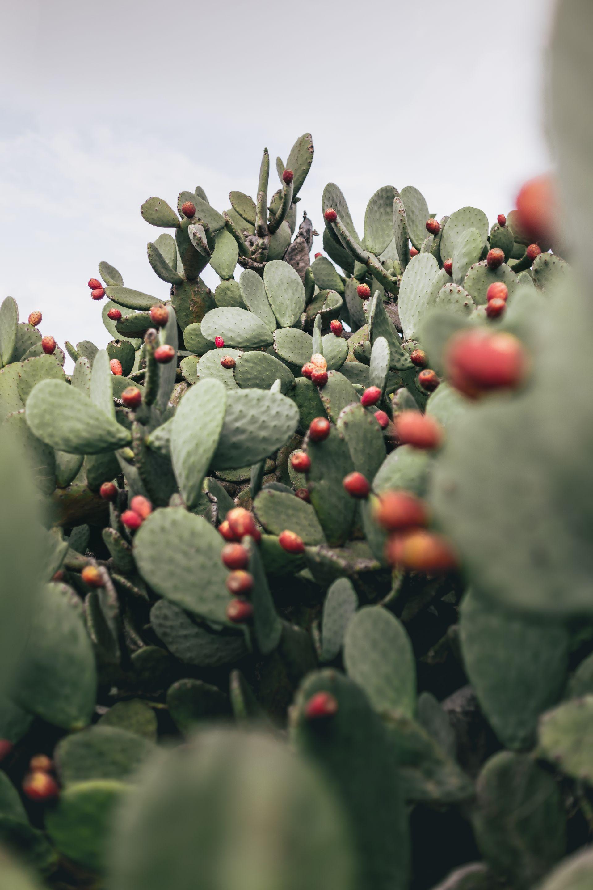 Prickly Pear